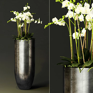 orchid - 3D models category