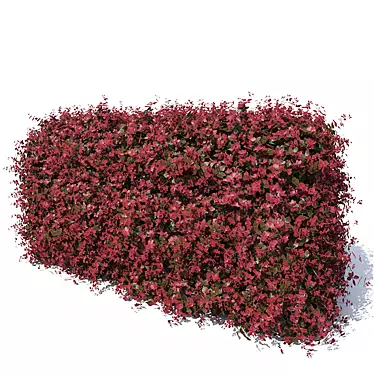 Berberis Thunbergii Hedge 3D model image 1 