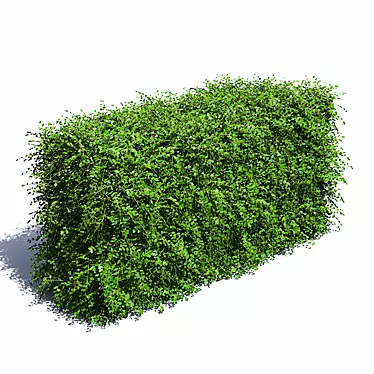 Blooming Cotoneaster Hedge 3D model image 1 