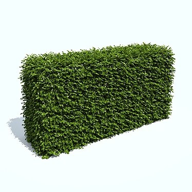 Compact Boxwood Hedges 3D model image 1 