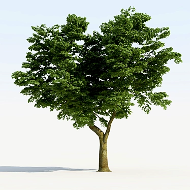trees - 3D models category