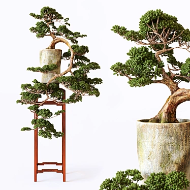 bonsai - 3D models category