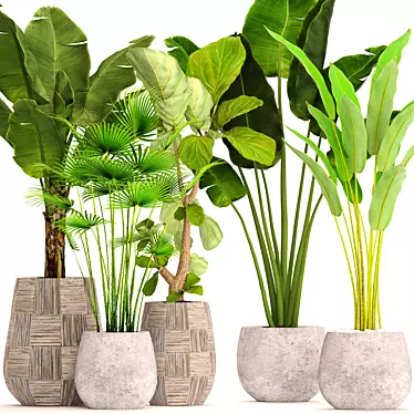 Potted Plant Collection 41 3D model image 1 