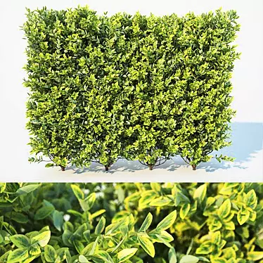 Versatile Ligustrum Hedge: Large & Modular 3D model image 1 