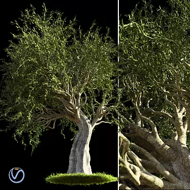 Mediterranean Evergreen Olive Tree 3D model image 1 