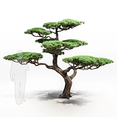 pine - 3D models category
