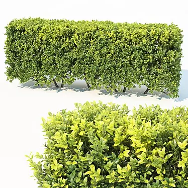 Versatile Modular Hedge - Buxus Sempervirens 3D model image 1 