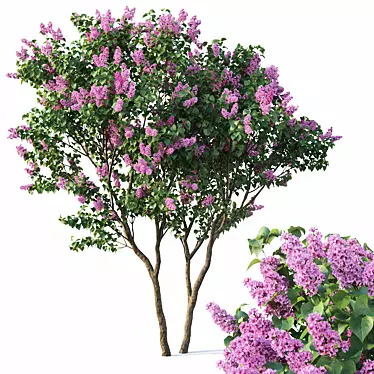 Lilac Breeze: Syringa vulgaris #3 3D model image 1 