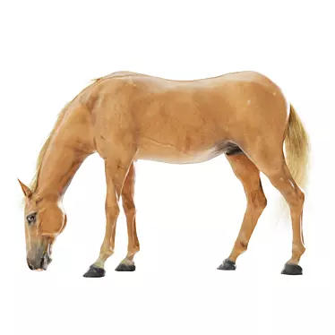 Grazing Stallion: Realistic 3D Horse Model 3D model image 1 
