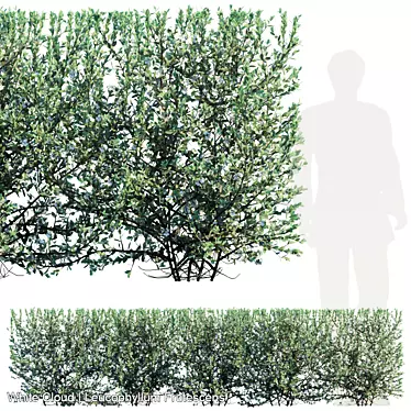 Evergreen Leucophyllum Hedge 2000x500x500 3D model image 1 