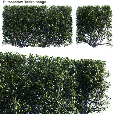 Lush Pittosporum Tobira Hedge 3D model image 1 