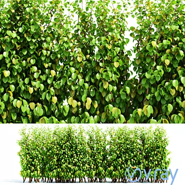 Lush Green Hedge Panel - 2 Element Garden Privacy Screen 3D model image 1 