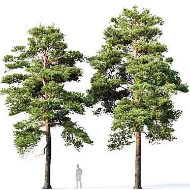 Optimized Pines Set: 12-14m Height 3D model image 1 