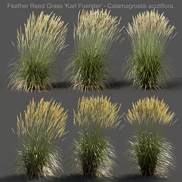 Realistic 3D Feather Reed Grass Models 3D model image 1 