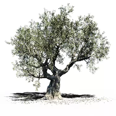 Europa Olea: Majestic Giant Olive Tree 3D model image 1 