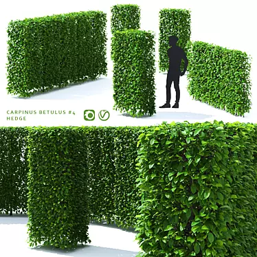 Title: Hornbeam Hedge | Carpinus Betulus Hedge Kit 3D model image 1 