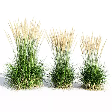 Feathery Beauty: Feather Reed Grass 3D model image 1 