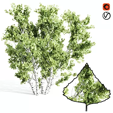 Tall Paper Birch Tree - 8.25m Height 3D model image 1 