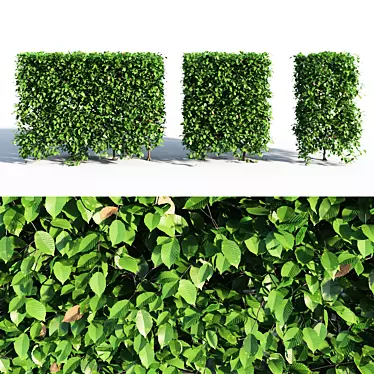 Lush Green Hornbeam Hedge 3D model image 1 