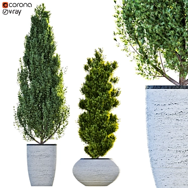 Pristine Pine Duo in Potted Perfection 3D model image 1 