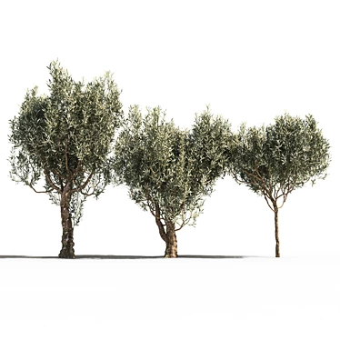 olive tree - 3D models category