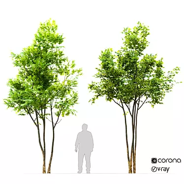 Twin Majestic Maple Trees 3D model image 1 