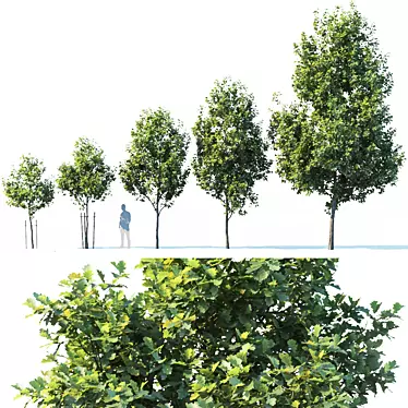 Young Oak Tree Collection: 5 Trees, 3-9m 3D model image 1 