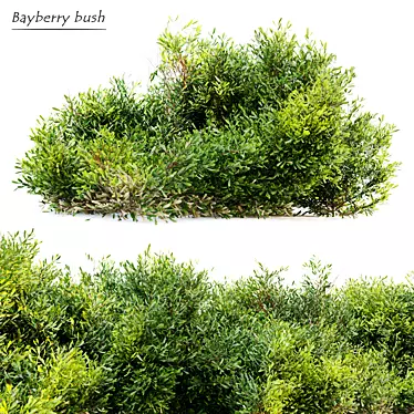 Myrica Candleberry Bush: Vray Material Library, Separated Branches and Leaves 3D model image 1 