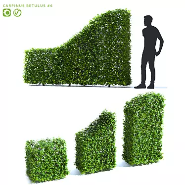 Hornbeam Hedge - 3 Element Live Carpinus betulus Wardrobe 3D model image 1 