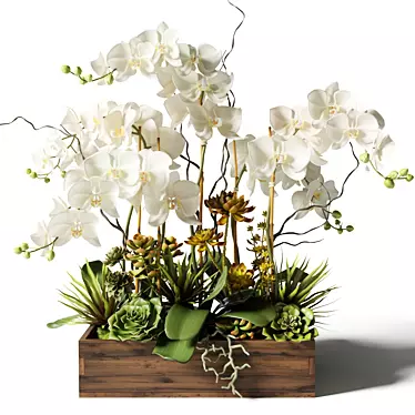 Elegant White Orchid & Succulent Arrangement 3D model image 1 