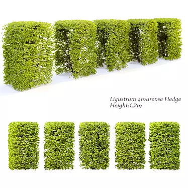 Seamless Amur Privet Hedge 3D model image 1 
