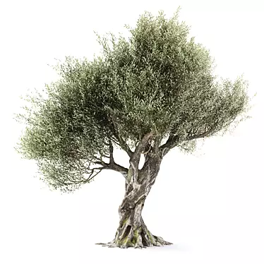Realistic Olive Tree with Materials 3D model image 1 