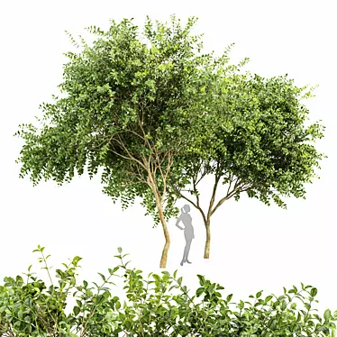 Orange Joy Perfume: Majestic Michelia Champaca Tree 3D model image 1 