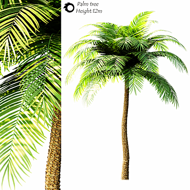 palm tree - 3D models category
