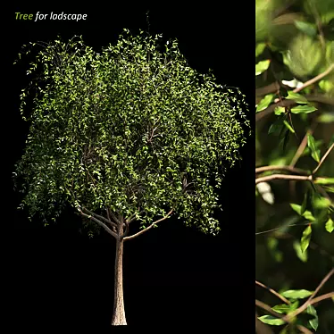 Evergreen Landscape Tree 3D model image 1 