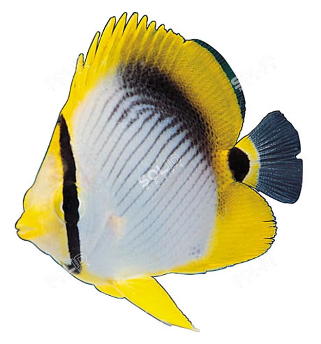 Aquarium-friendly Cut-out Fish 3D model image 1