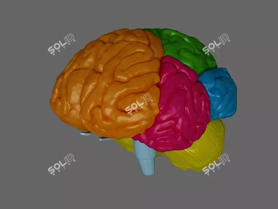 Human Brain Model: Explore Brain Regions 3D model image 1