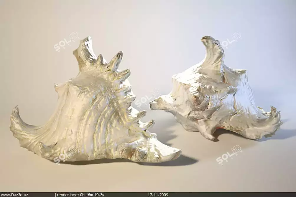 Indian Seashell 3D model image 1