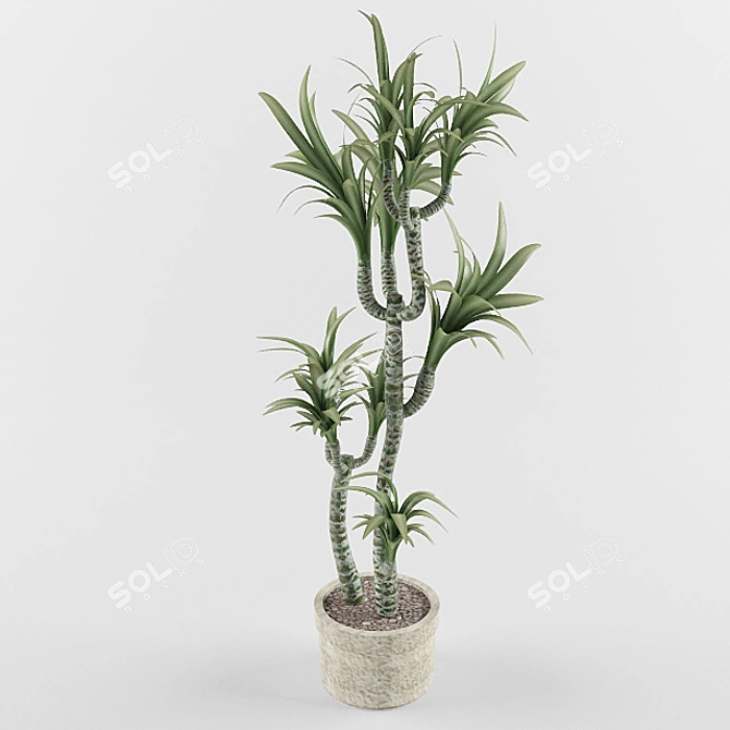 Textured Ficus Model 3D model image 1