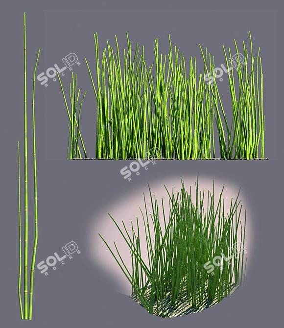 Equirustic: Realistic Equisetum Bushes 3D model image 1