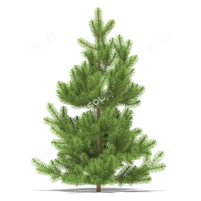 Nikolay Shcherbinin Pine Tree 3D model image 1