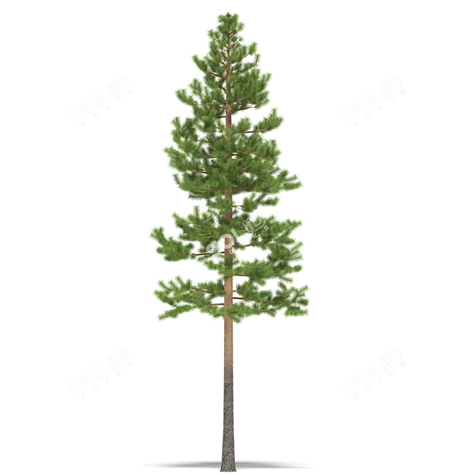 10-Meter Pine Tree: Realistic 3D Model 3D model image 1