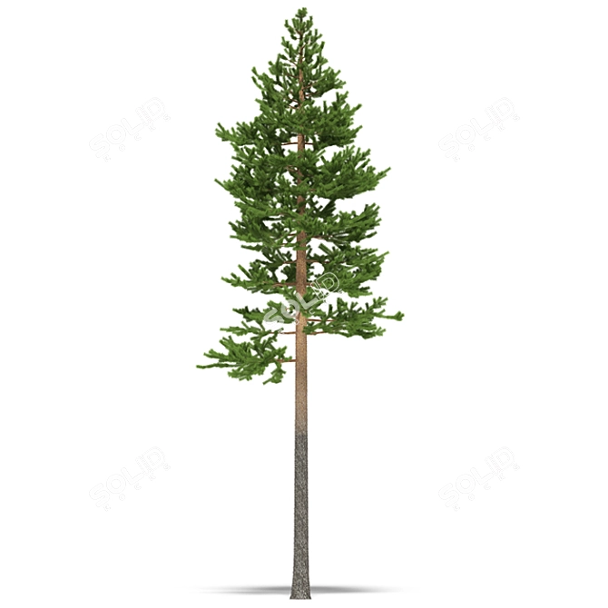 Natural Pine Timber Forest Scene 3D model image 1