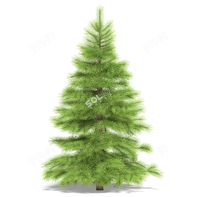 1m Spruce: Realistic 3D Model 3D model image 1