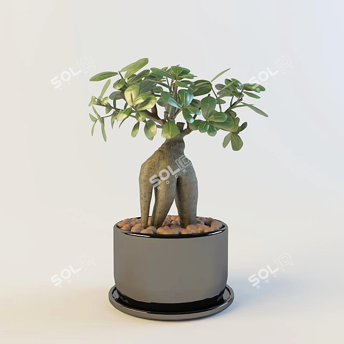 Miniature Ficus Houseplant 3D model image 1