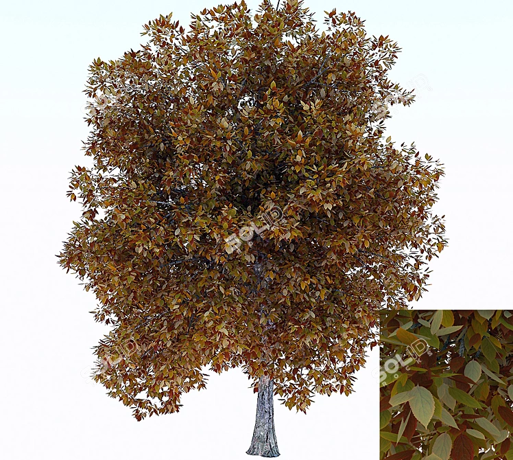 Textured Tree Fall 3D model image 1