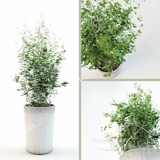 Lush Green Plant with Pot 3D model image 1