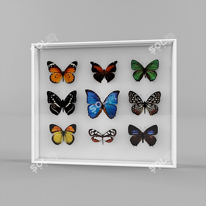 Butterfly Specimen Collection 3D model image 1