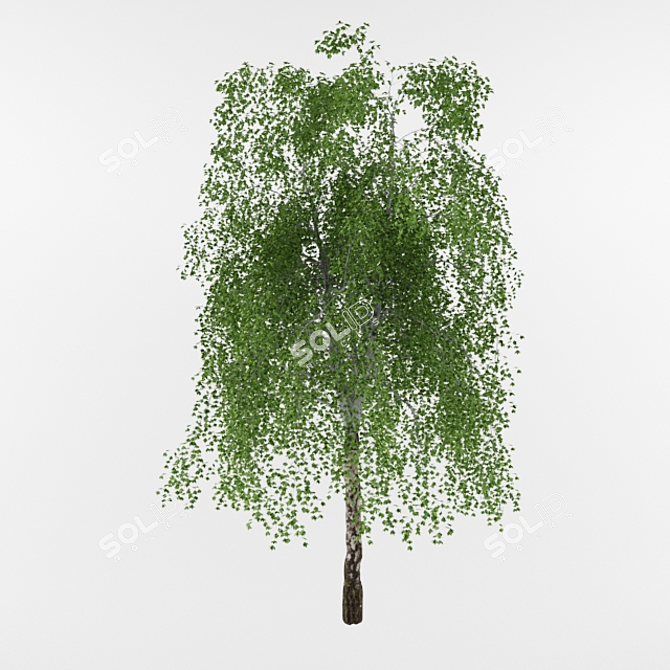 Natural Birch Wood Decor 3D model image 1