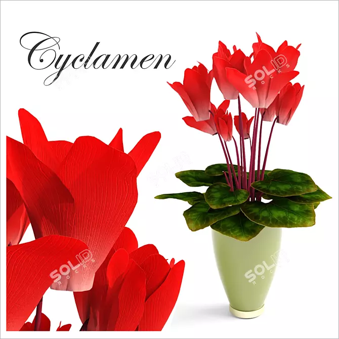 Blooming Beauty Cyclamen 3D model image 1